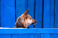 blue fence dog