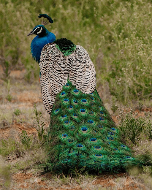 Beautiful Peacock Pictures