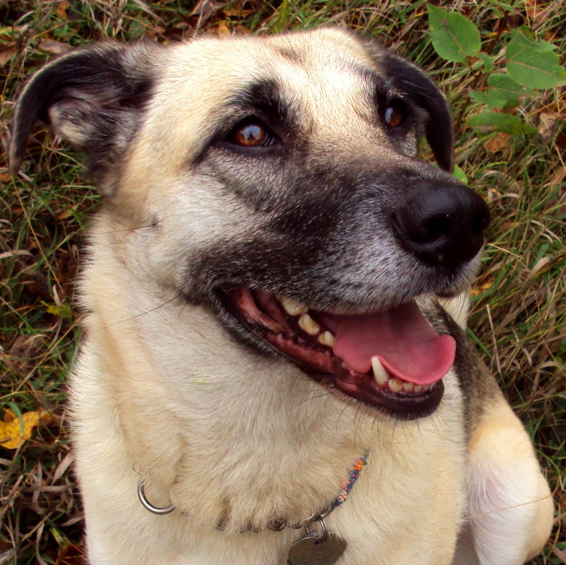 Do Dogs Smile - Ottawa Dog Training And Dog Health Adviser