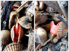 Where-do-Cockles-Come-from-Discover-Selangor-Heart-of-Malaysia