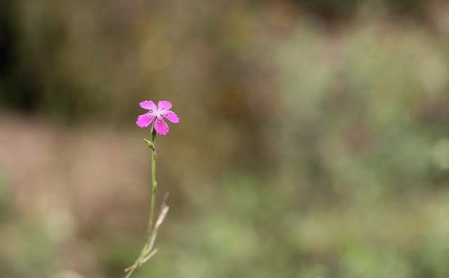 Deptford Pink Flowers Pictures