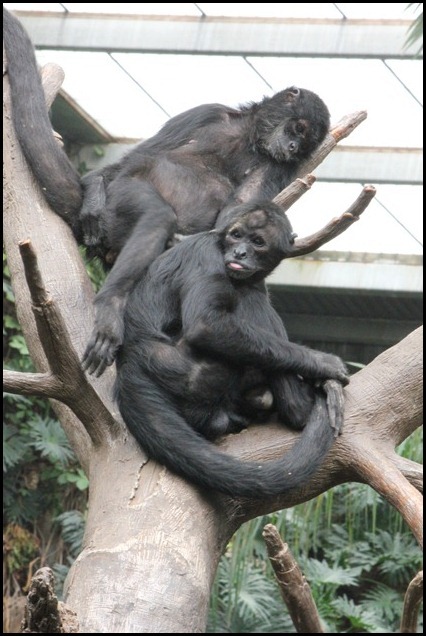 Zoo3-336_thumb