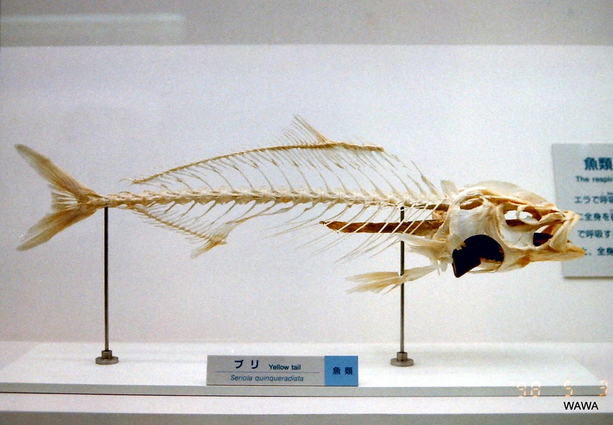 No Fish In The World ブリの骨格標本