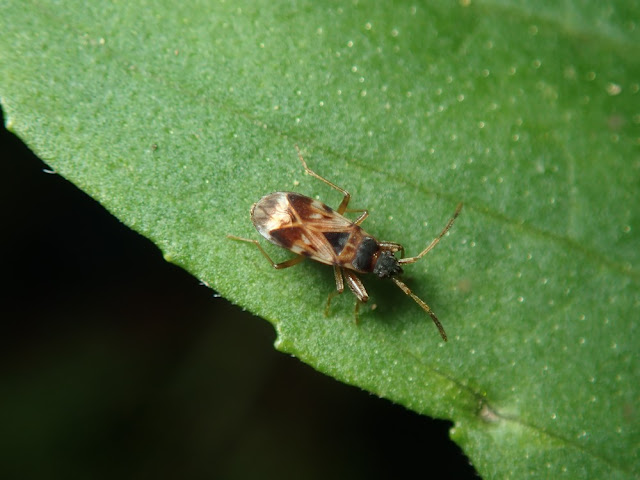 Scolopostethus sp