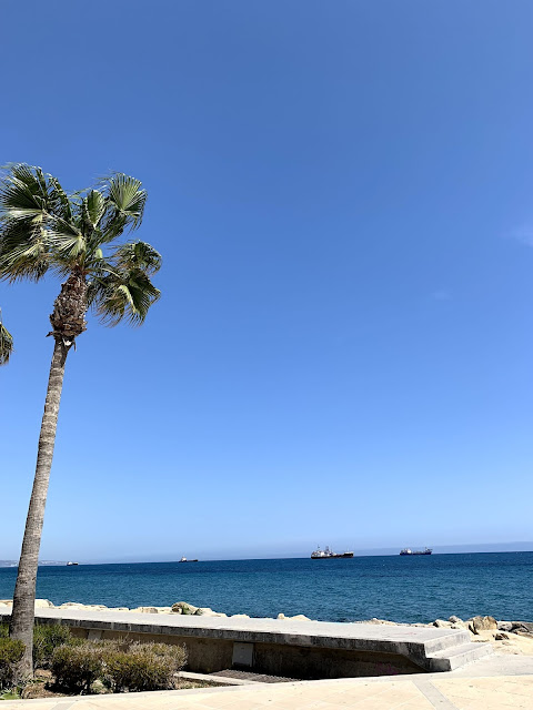 blue sky, palm tree and ocean view