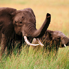 gambar gajah, foto gajah