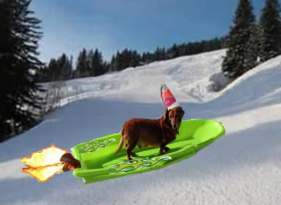 Reuben the dachshund on a rocket-powered sled