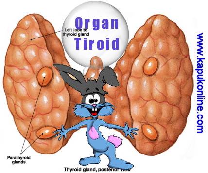 Organ Tiroid