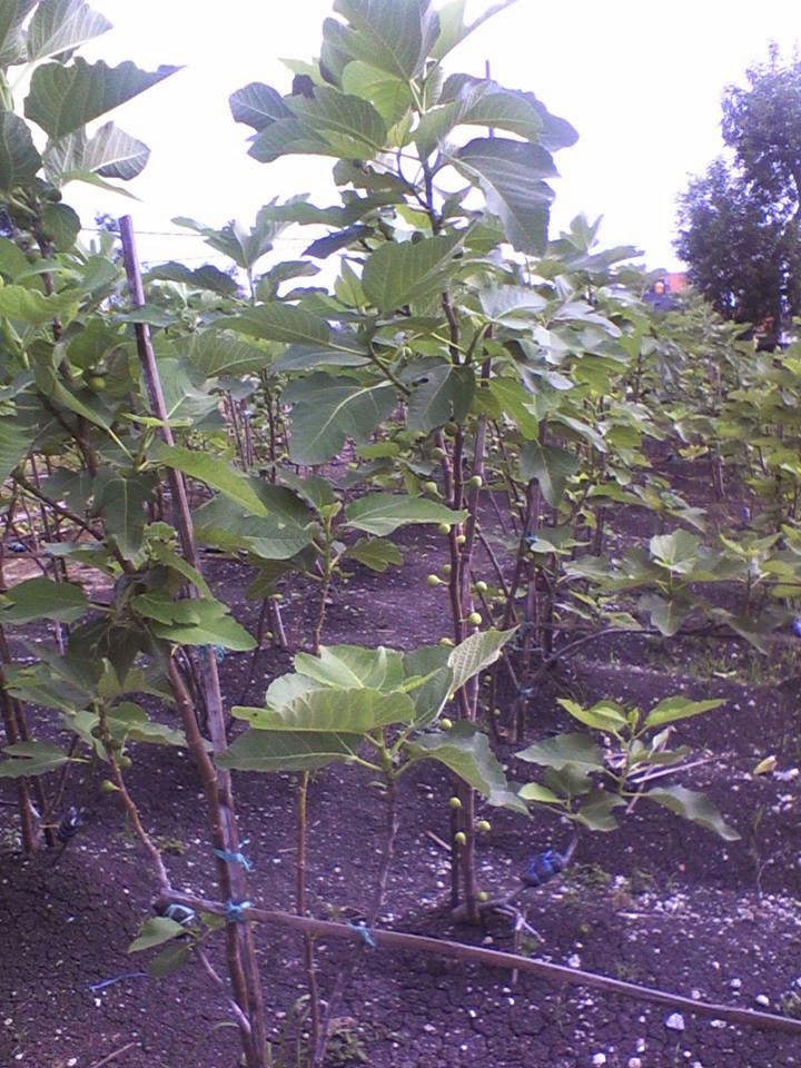 Budidaya Tanaman Pohon Buah Tin Di Indonesia Budidaya 