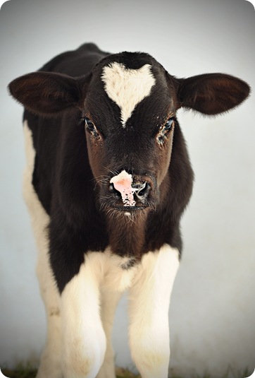 calf2