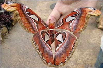 Atlas Moth - Biggest Butterfly in the World