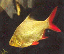 Ikan Lampam (gambar hiasan)