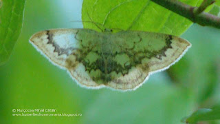 Cyclophora (Cyclophora) annularia DSC81460