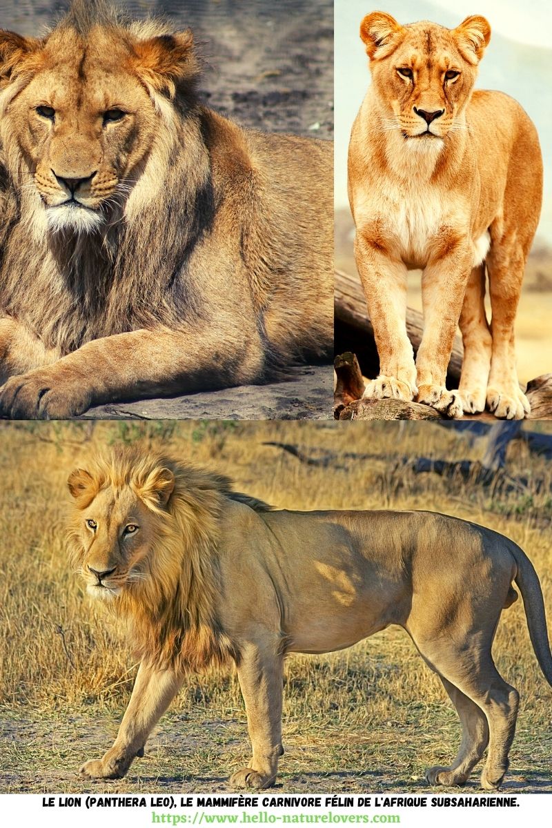 Le lion Panthera leo le mammifère carnivore félin vivant dans Afrique subsaharienne