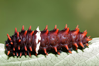 Pachliopta aristolochiae larva