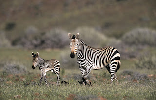 mountain zebra