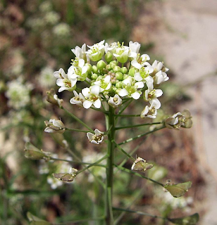 Цветки Capsella bursa-pastoris