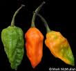 Pepper