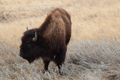 Badlands National Park: Bison