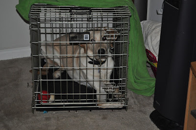 Bob in his old cramped crate, he just barely fits in it and his legs are all folded up, he can't stretch out