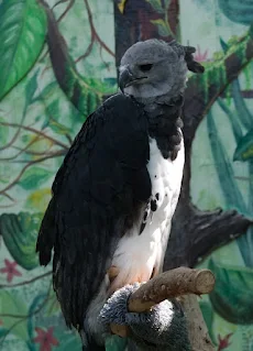 Harpy eagle