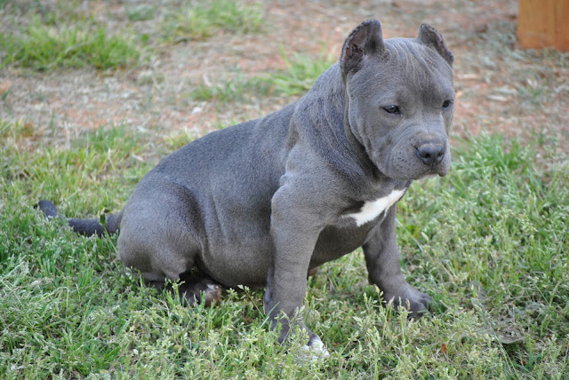 Cachorros Pitbull Dogs