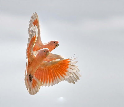 Colorful Birds 1