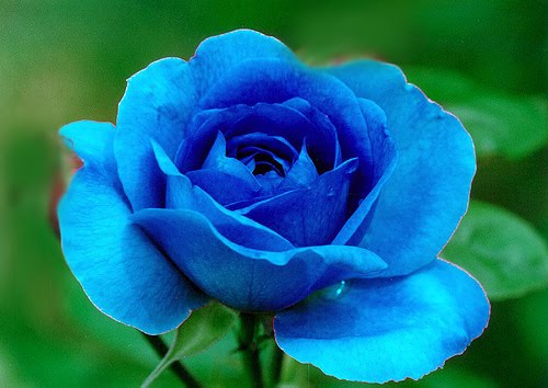 INTAN FAZNITA HAJI SAMUDI Bunga MAWAR BIRU atau BLUE ROSE 