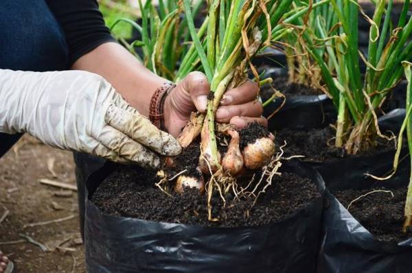 Cara Menanam Bawang Putih di Polibag