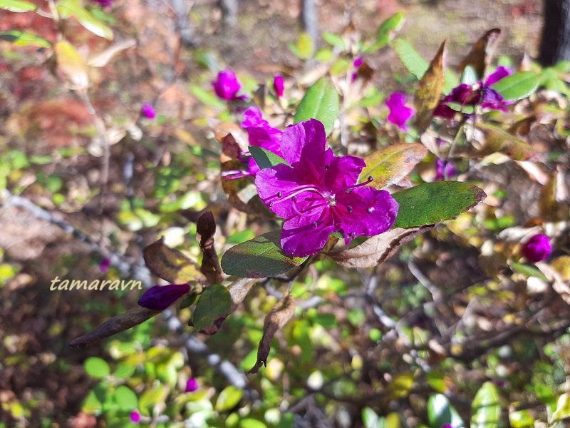 Рододендрон остроконечный (Rhododendron mucronulatum)