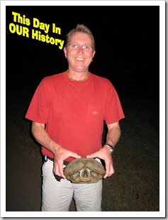 DIH - Turtle