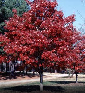 Autumn Glory Maple