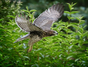 Tompkins Square red-tailed hawk fledgling