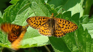 Boloria (Clossiana) euphrosyne DSC52726