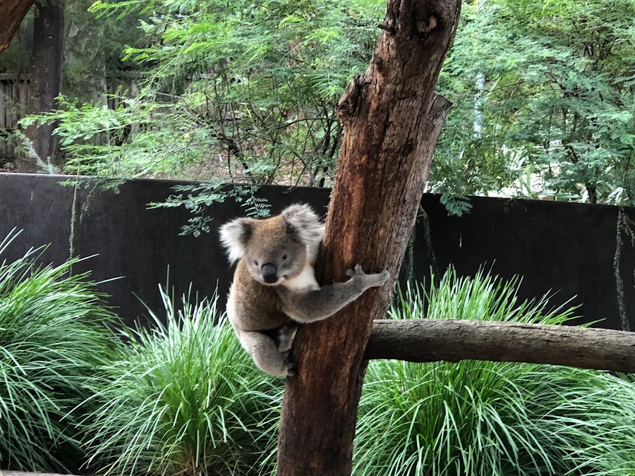 exploring Melbourne with the locals