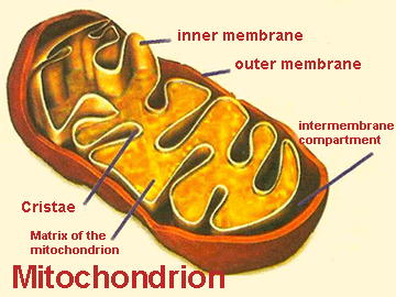 Mitochondrion structure