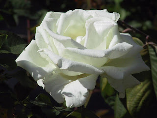 White Rose flower photo gallery