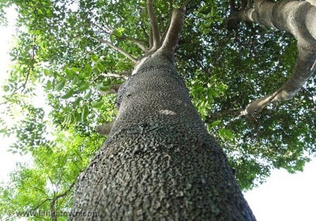 Anak Pelangi KAYU  EBONY