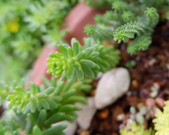 多肉植物 オカタイトゴメ 特徴と育て方 草日和 Kusabiyori