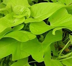 Sweet Potato Plant