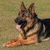 The Comprehensive Guide to German Shepherd Dogs