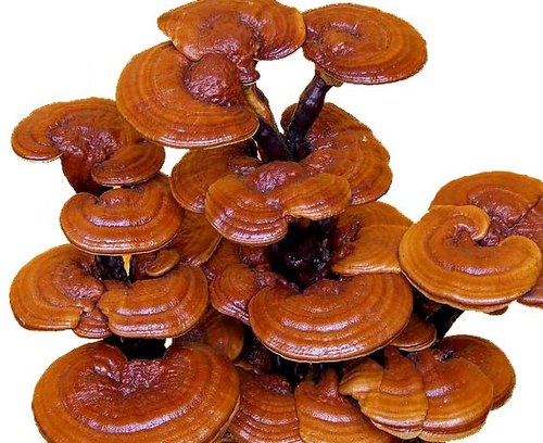 Reishi Mushrooms | Mushroom Learning Center Kolhapur