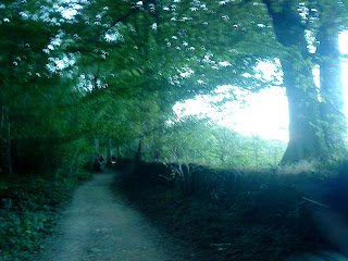 St. James' Way: Sorginaritzaga Forest (oakwood of witches) / by E.V.Pita 2012-2023 / Camino de Santiago:  bosque de Sorginaritzaga (robledal de las brujas) / O Camiño: Sorginaritzaga, a carballeira das meigas / Autor: E.V.Pita (2012-2023) https://archeopolis.blogspot.com/2023/08/st-james-way-sorginaritzaga-forest.html