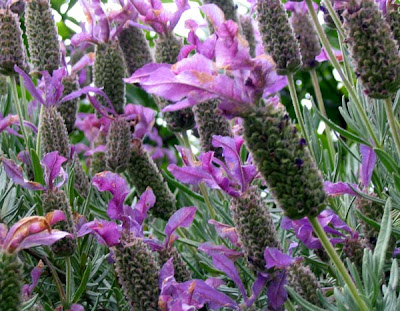 Bunga Lavender