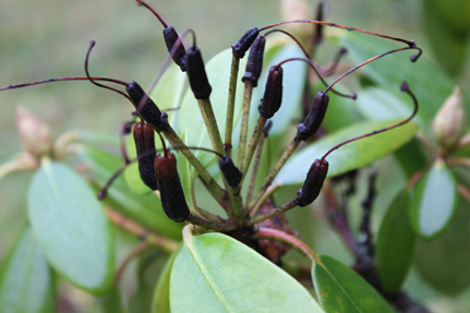 6a