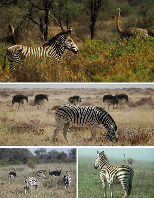 Foto Simbiosis mutualisme Zebra dan Burung Unta