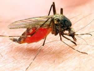 The Silent Deadliest Killer Malaria Sіmрlе Guide For Travellers image, Science To The Future