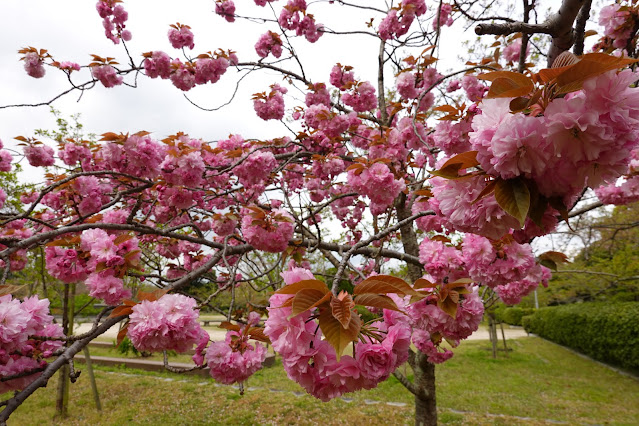 鳥取県米子市久米町　湊山公園　カンザン (関山）