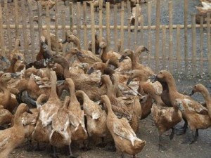 Umumnya peluang usaha peternakan bebek ditujukan untuk bebek petelur Bisnis Peternakan Bebek