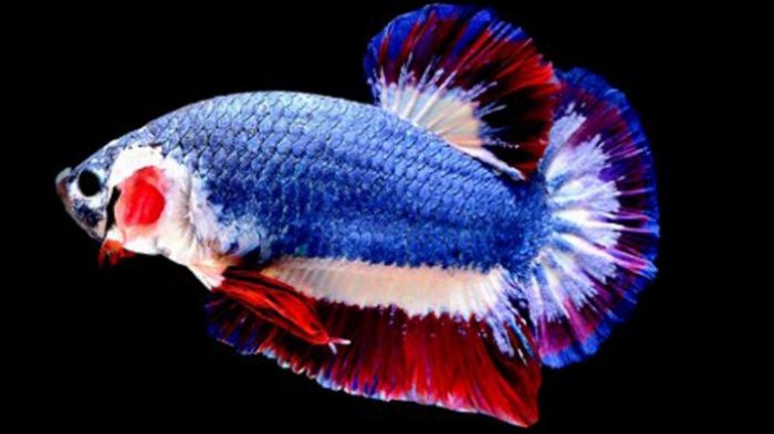 5 Jenis Ikan Cupang Hias Termahal Di Dunia Nuisonk